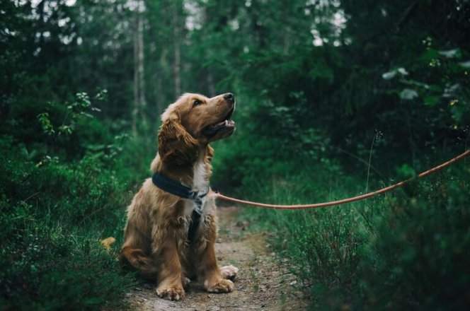 Kaip pasirinkti tikrai kokybišką antkaklį šuniui? 6 Kaip pasirinkti tikrai kokybišką antkaklį šuniui?