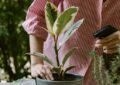 Sodo purkštuvai – puikus įrankis augalų priežiūrai ir apsauga