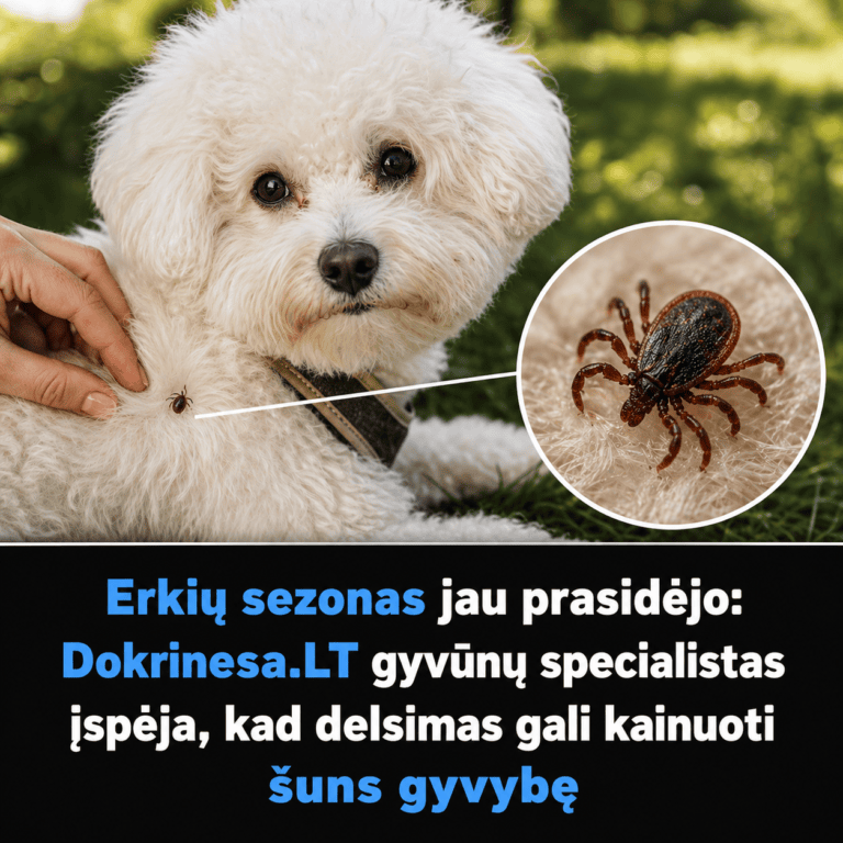 Erkių sezonas įsibėgėja: Dokrinesa.LT gyvūnų specialistas perspėja, kad delsimas gali brangiai kainuoti 4 Erkių sezonas įsibėgėja: Dokrinesa.LT gyvūnų specialistas perspėja, kad delsimas gali brangiai kainuoti